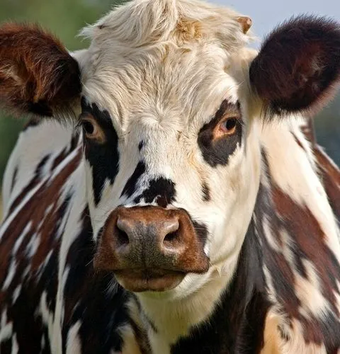 Normandy countryside gastronomy tours